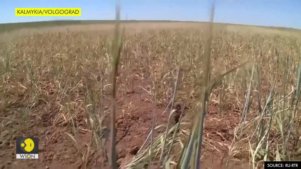 Locust swarms invade southern Russia