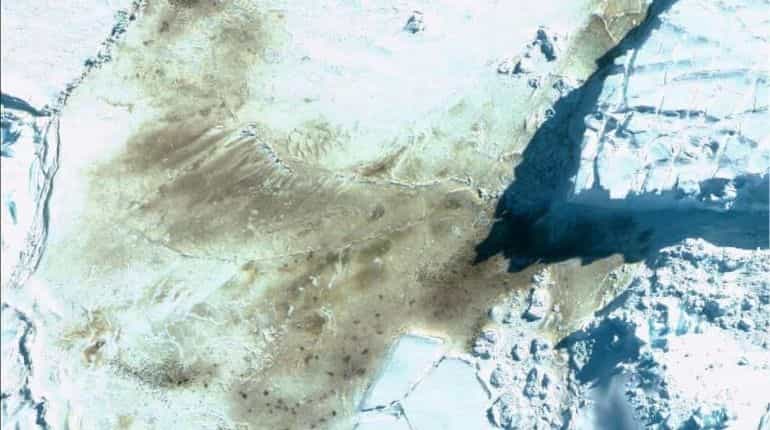 Satellite observations find drastic rise in population of emperor penguins