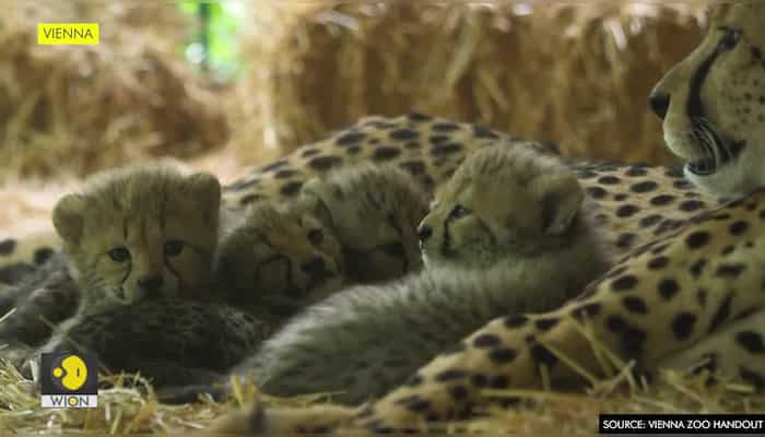 Vienna Zoo shows off four cheetah cubs born in June