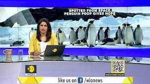 Gravitas: Satellites find new colonies of Emperor penguins