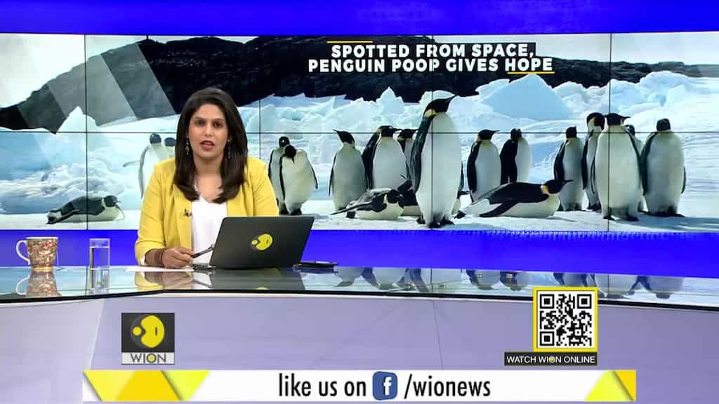 Gravitas: Satellites find new colonies of Emperor penguins