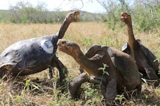 Ecuador policeman arrested for trying to traffic 185 tortoises in suitcase