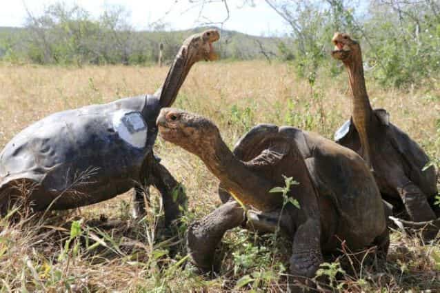 Ecuador policeman arrested for trying to traffic 185 tortoises in suitcase