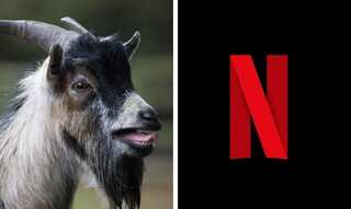 Did you know that the Netflix iconic introductory sound was almost a goat bleat