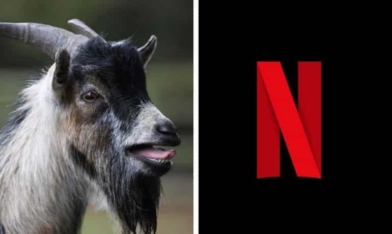 Did you know that the Netflix iconic introductory sound was almost a goat bleat