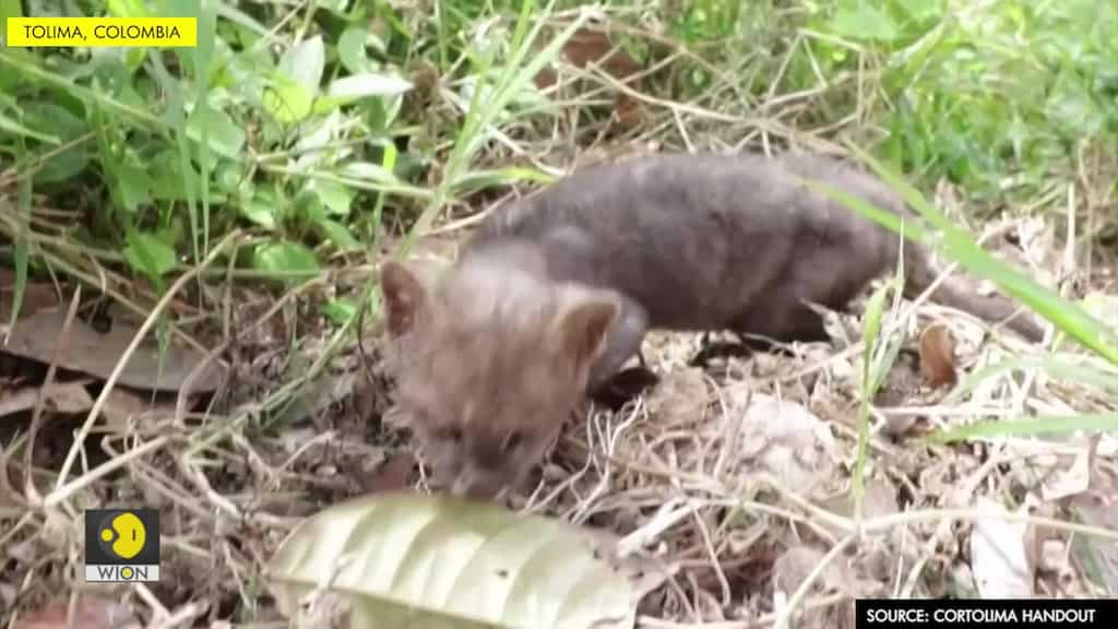 Wild cat shocks good-deed Colombian farmer