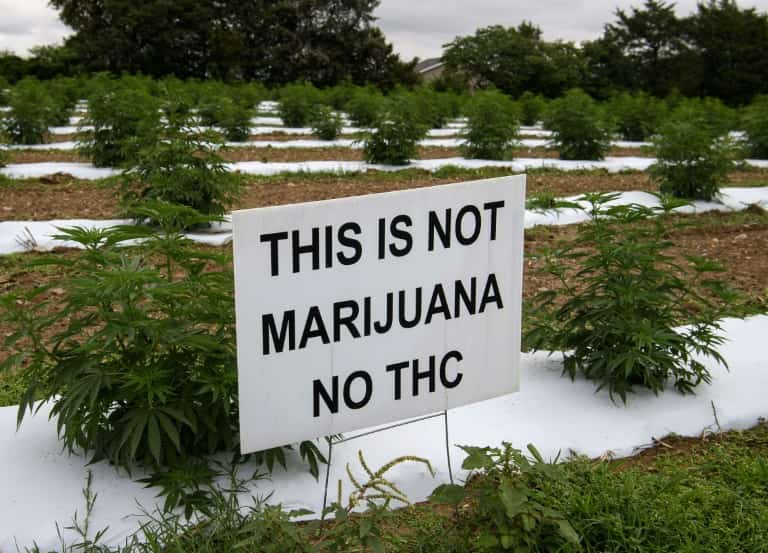 'Not marijuana': US hemp farmers battle tough market and thieves