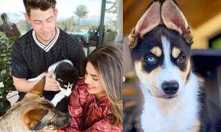 Priyanka Chopra welcomes new furry friend, shares family portrait