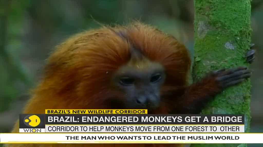 Brazil builds corridor to preserve Golden Lion Monkeys