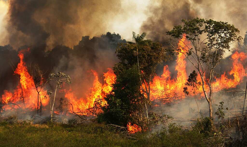 August witnesses an unprecedented surge in Amazon fires | Brazil Rainforests | WION