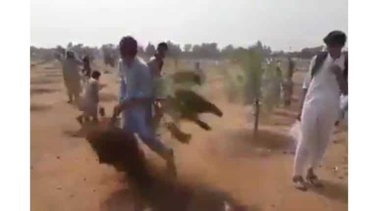 Why over 6,000 trees were uprooted post Pak PM's 'biggest planting campaign' Why over 6,000 trees were uprooted post Pak PM's 'biggest planting campaign'