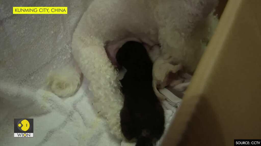 Dog becomes temporary wet nurse for black panther cub