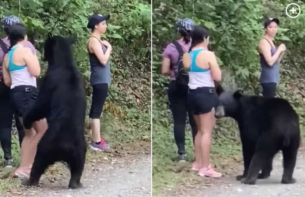 Outrage in Mexico over Bear castration: Visitors blamed for feeding animals