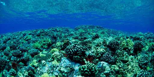 Fear for Mauritius' marine life: Oil spill wreaks havoc on island nation