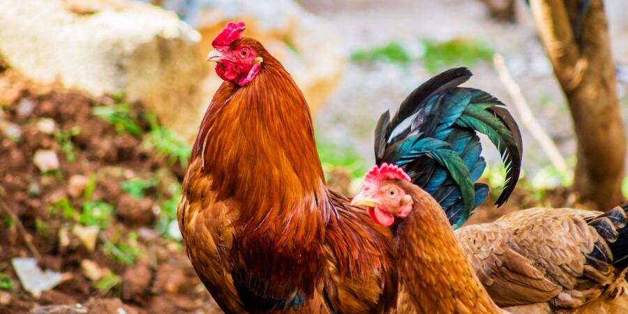 Chinese city says chicken imported from Brazil has tested positive for coronavirus Chinese city says chicken imported from Brazil has tested positive for coronavirus