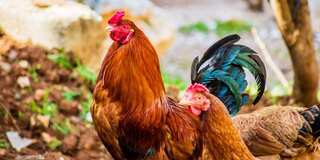 Chinese city says chicken imported from Brazil has tested positive for coronavirus