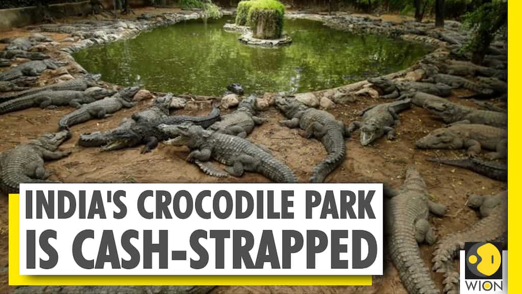 India's biggest crocodile park may close down due to lack of funds