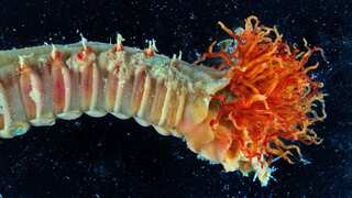 'Flabelligena Gillet 2001': Japanese biologists discover new species of sea worms
