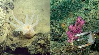 Deep-sea expedition uncovers 30 new species in Galapagos depths