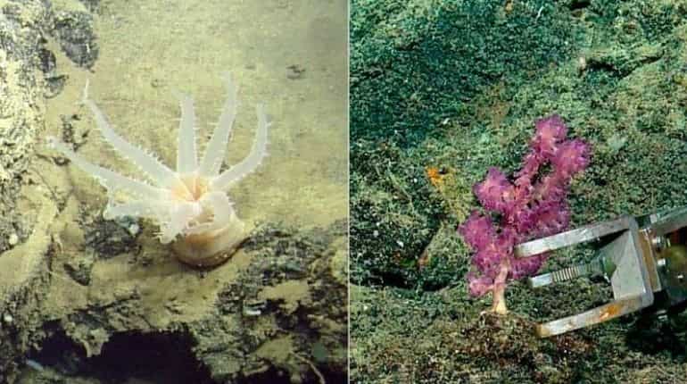 Deep-sea expedition uncovers 30 new species in Galapagos depths