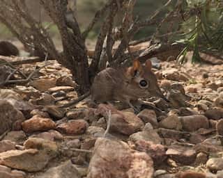 Long 'lost' elephant shrew found in Horn of Africa
