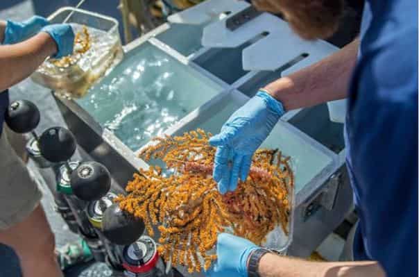 Scientists discover 30 new species in Galapagos depths