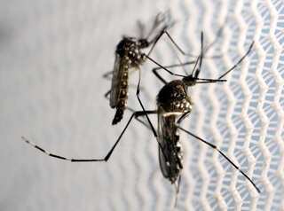 Genetically Modified mosquitoes to be released to help curb diseases