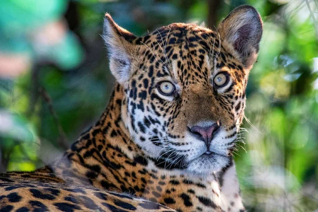Animals such as jaguars, macaws at risk as Brazil fires threaten world's largest wetland