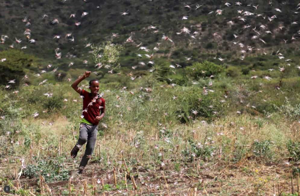 Locust swarms ravage crops in Kenya: Can worsen food crisis