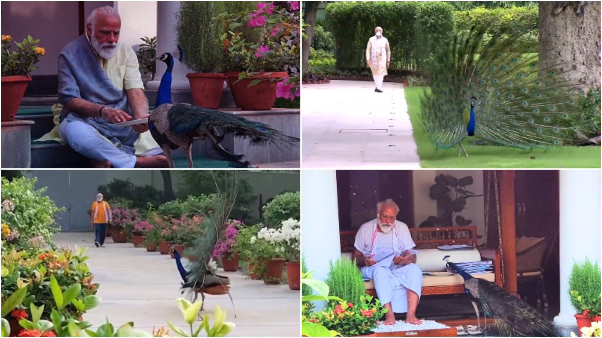 Of poetry and friendship: PM Modi posts another video featuring peacocks