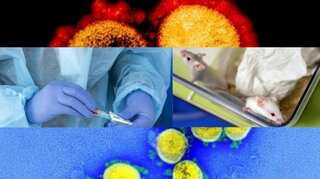 Nasal vaccine prevents coronavirus in mice: Study
