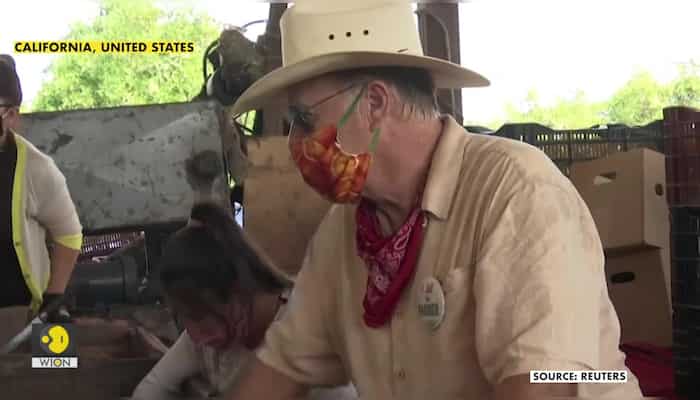 "I can't bear to see the trees suffer:" a citrus farmer's cry for help amid pandemic