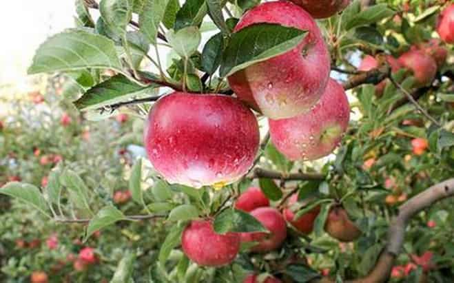 Kashmir: COVID-19 adds to the woes of apple growers