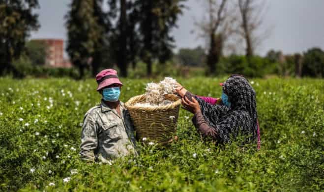 Egypt: Jasmine Harvesters battle the coronavirus pandemic