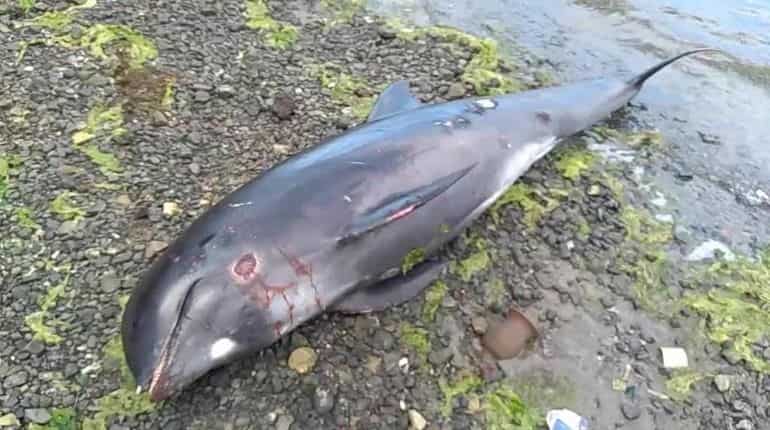 18 dead dolphins wash up on Mauritius coast after oil spill by Japanese ships