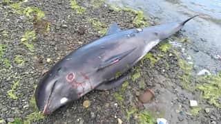 At least 40 dolphins die in area hit by Mauritius oil spill