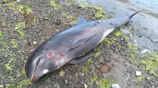 18 dead dolphins wash up on Mauritius coast after oil spill by Japanese ships