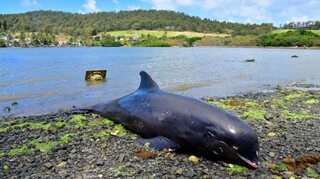 Autopsy finds wounds but no oil on dolphins washed up near Mauritius spill