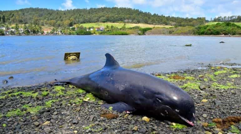Autopsy finds wounds but no oil on dolphins washed up near Mauritius spill