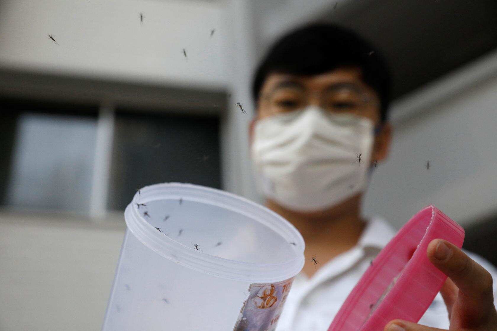Singapore battles record dengue outbreak with more mosquitoes Singapore battles record dengue outbreak with more mosquitoes