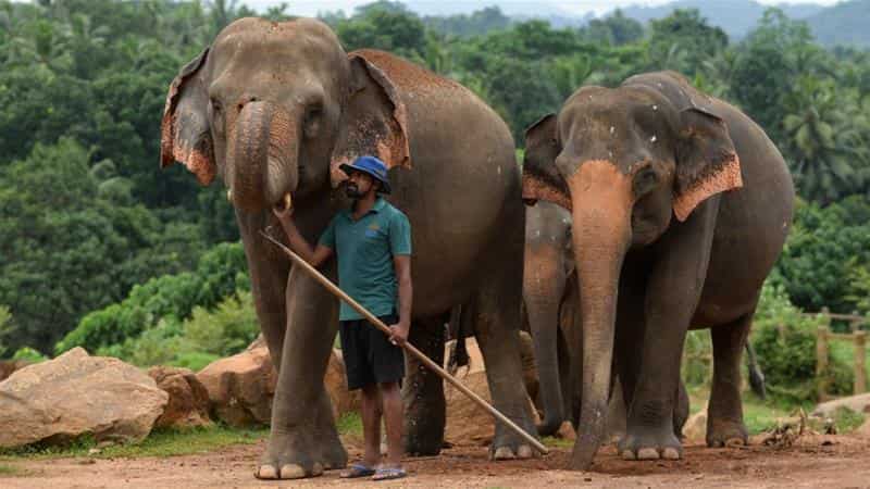 Sri Lanka to ban imports of plastic goods to protect elephants Sri Lanka to ban imports of plastic goods to protect elephants