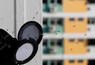 Singapore is battling record dengue outbreak with lab-bred mosquitoes