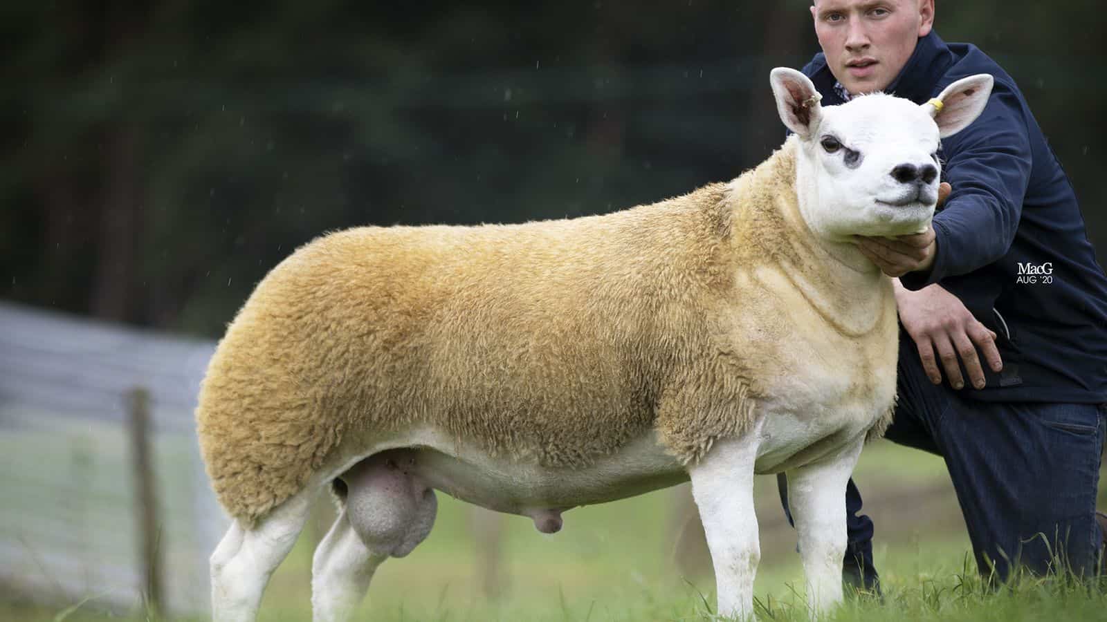 'World's most expensive sheep' sells for £367,500 at auction 'World's most expensive sheep' sells for £367,500 at auction