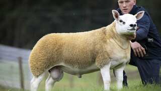 'World's most expensive sheep' sells for £367,500 at auction