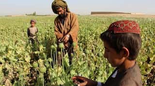 Afghan children and unemployed turn to opium for quick cash
