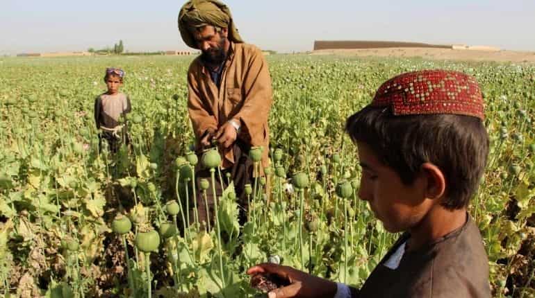 Afghan children and unemployed turn to opium for quick cash