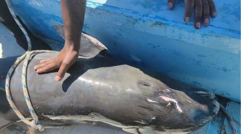 Thousands take to streets to protest over dead dolphins in Mauritius Thousands take to streets to protest over dead dolphins in Mauritius