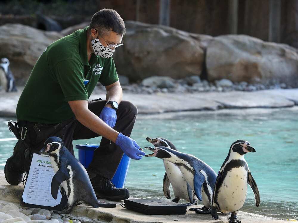 Animal's vital statistics are being taken at London Zoo