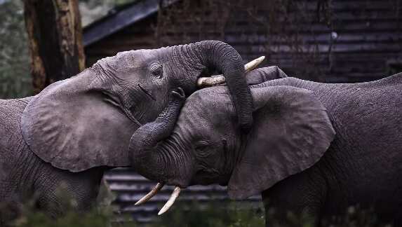 Video: Zimbabwe probes deaths of 12 elephants near Hwange park