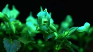 Will you spend $5300 to buy a plant? This guy did!